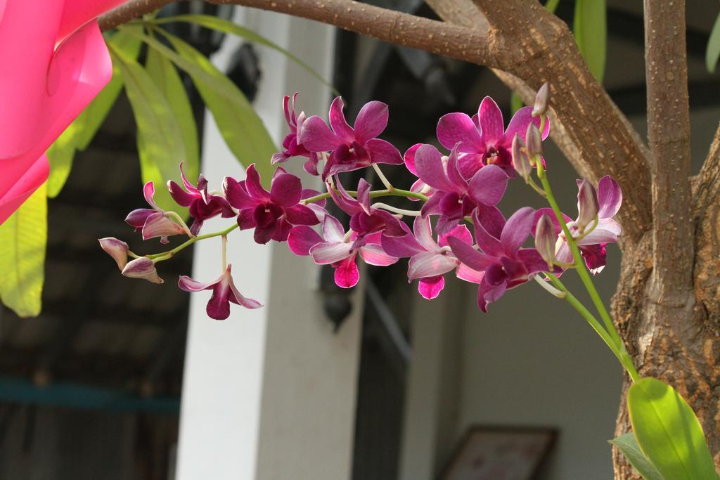 My Parents Guesthouse Kampot Exteriör bild